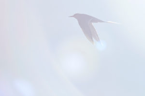 Tern in the back light, flying Tern in the back light, flying